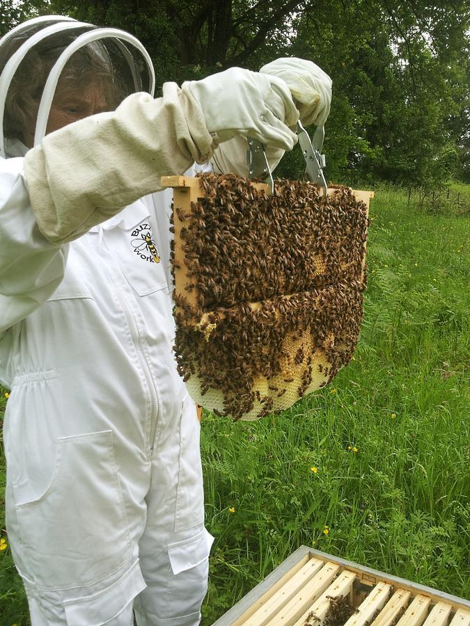 コンフォラン 13 Bees Bed & Breakfast エクステリア 写真